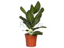 ����� ����������� ������ 17�55. 357 ���.jpg