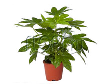 ������ �������� 12�30. 149,1 ���.jpg