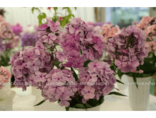 ����� ����.png