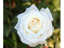 �������� (Vendella)