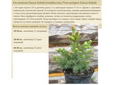 ��� ������� Glauca Kaibab ������� ��� 20-30 �� 1 ���� 300���, 30-40�� 3 ����� 600���, 40-50�� 5 � 800���, 50-60��.jpg