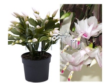 ����������� ���� ��� 10�26. 174,3 ���.jpg