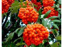 ������ �����������.jpg