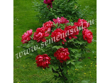 ���� ����������� ������� ����� ���� ������.jpg