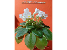 IMG 20160403 223655.jpg