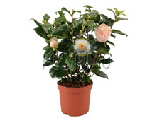 ������� �������� ������ 19�45. 624,75 ���.jpg