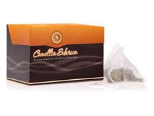 Camellia sibirica (������� ��������) � ������� ������