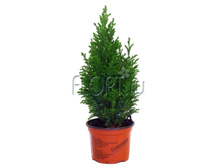 ����������� ������ 9�22. 84,95 ���.jpg