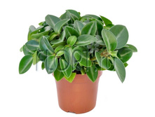 ��������� ����� 12�20. 183,75 ���.jpg