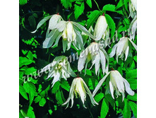 �������� ������������ ���� ����.jpg