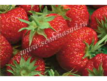 ��������� ����������� ������� (5��) (�������, �������������, �����������������).jpg