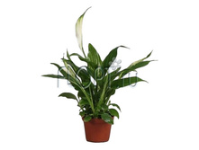 ����������� ����� 6�20. 89,67 ���.jpg