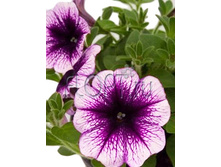 ������� ������ ������ ���� �� 10�15. 104,06 ���.jpg