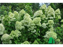 ��������� ����������� ������� (V2-3�.) (�������� ����� �����).jpg