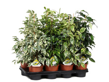 ����� ���������� ���� 14�50. 396,9 ���.jpg