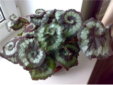 1382509715344 bulletin.jpg