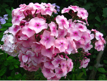 ����� ����-170�.jpg