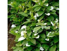 ��������� �������� ������� ����� �� ����� ��������� (V2�) (��������� ��������).jpg