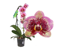 ���������� ������� ���� ������� ������ 1���. 12�55. 657,62 ���.jpg