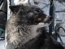 ������ ������� ������� � ������...