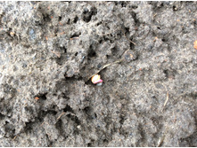 ������� )))