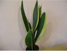 Sansevieria Black Gold Extremeq-200�