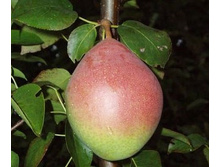 ����� �������.jpg