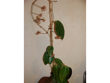 ���-445 H. clandestina