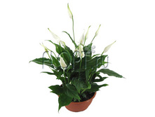 ����������� ����� 17�35. 343,04 ���.jpg