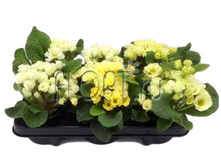 ������� �������� ���� 10�15. 84,84 ���.jpg