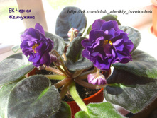 �� ������ ���������