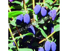 ��������� ��������� ������.jpg