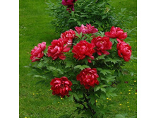 ���� ������.jpg