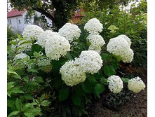 ��������� �����������