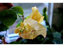 ����������� Golden Tango.jpg