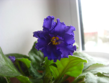 ����� �� �� �����