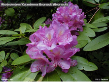 ����������� ������������ ����� 350,0