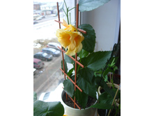 ���������� ��������