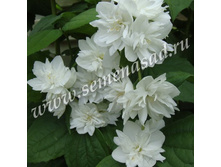 ������ ������� (��������) ��������.jpg