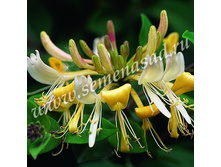 ��������� ���������� ������ ����� (V2-3�.) (������ �����-�����, ��������).jpg