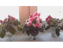 Video call snapshot 125.png