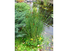 ����� �����������330�.jpg