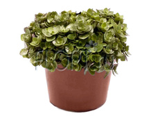 �������� �������� 12�15. 183,97 ���.jpg