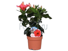 �������� ����� ������ 13�35. 312,9 ���.jpg