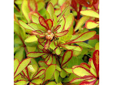 �������� �������� ���������� (V2�.) (���� ������ � ������� ������).jpg