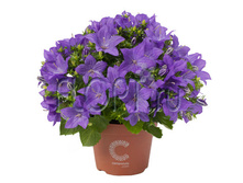 ��������� ������ ����� 11�17. 304,5 ���.jpg