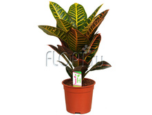 ������� ����� 19�55. 444 ���.jpg