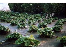 �������� ���-60 (������).jpg