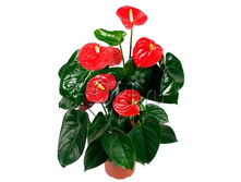 �������� ������� 17�70. 882 ���.jpg