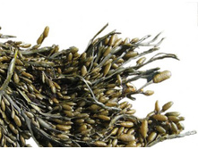 ����, ������������ �������